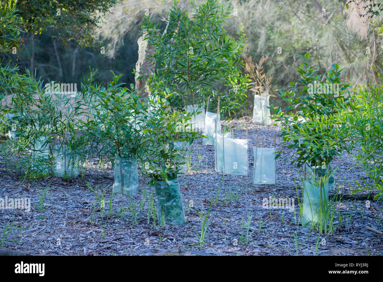 Shielded from animals and unwanted bugs by plastic tubes, these newly planted trees are part of a bush regeneration project at Jamieson Park Sydney Stock Photo