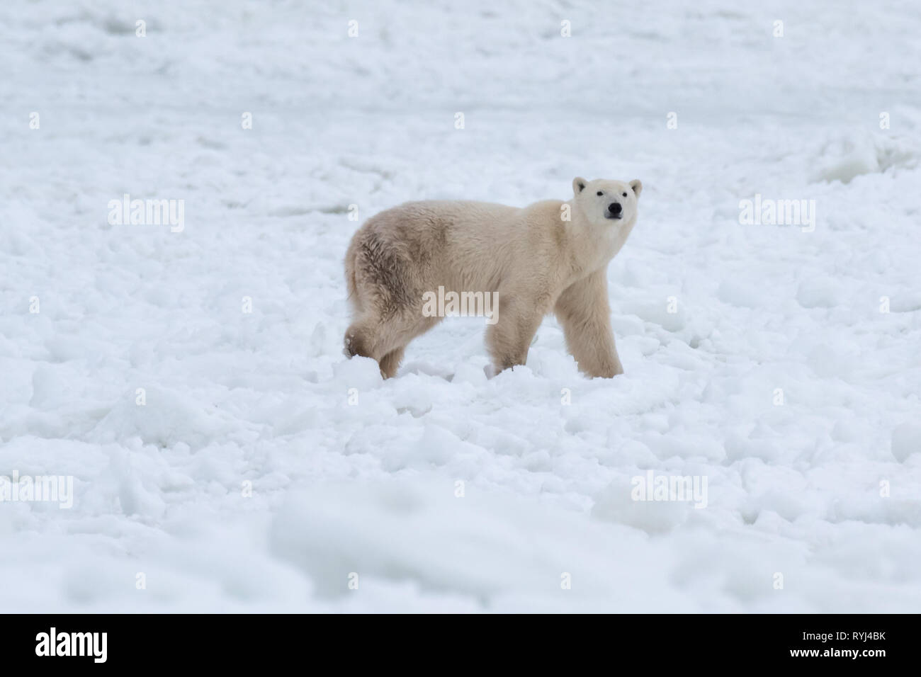 Churchill Polar Bear watching from the ice Stock Photo