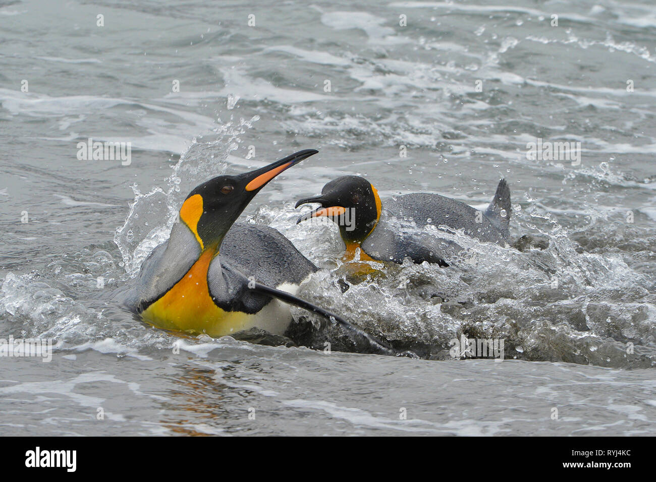 King penguins (Aptenodytes patagonicus), pair swimming, South Georgia Island, Antarctic Stock Photo