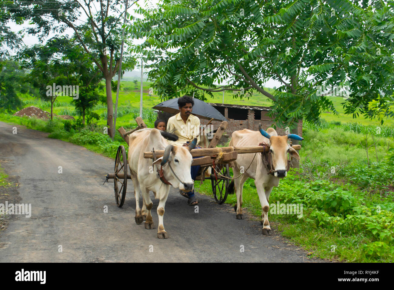 AMRAVATI, MAHARASHTRA, INDIA, August 2018, Farmer rides bullock cart on road at Ghuti Village, Dharni Taluka Stock Photo