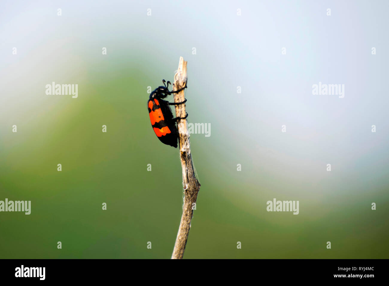 Poisonous blister beetles with bright black and red warning coloration, Akola Maharashtra, India. Stock Photo