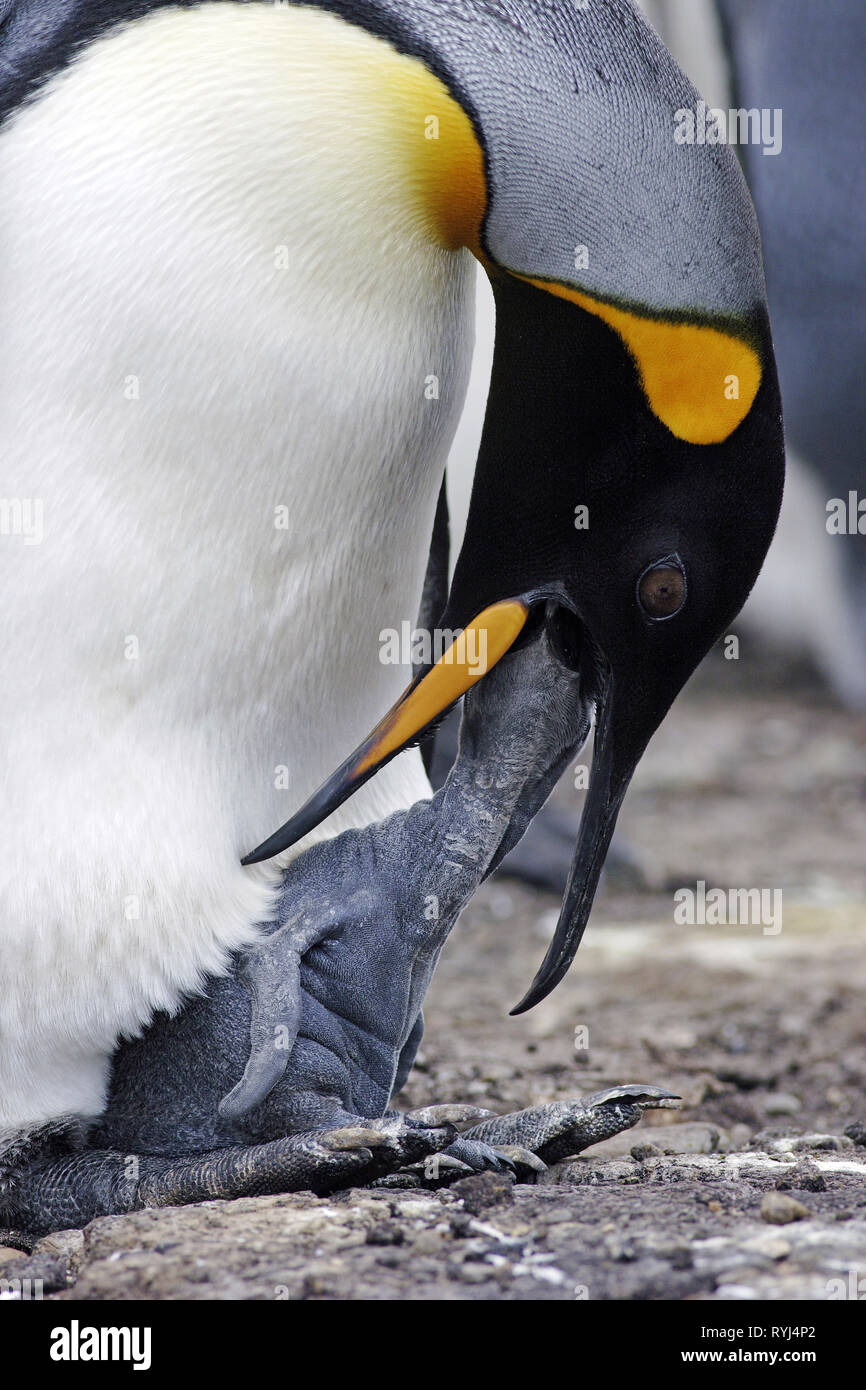 King penguins (Aptenodytes patagonicus), adult feed chick, Falkland Islands, South Atlantic Ocean Stock Photo