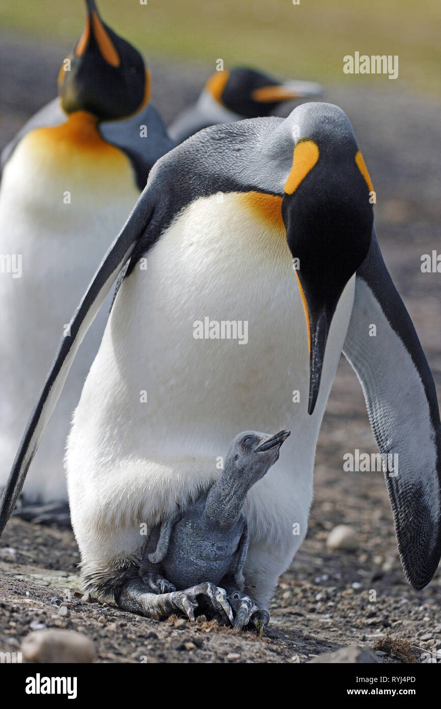 King penguins (Aptenodytes patagonicus), chick under the plumage of a adult, Falkland Islands, South Atlantic Ocean Stock Photo