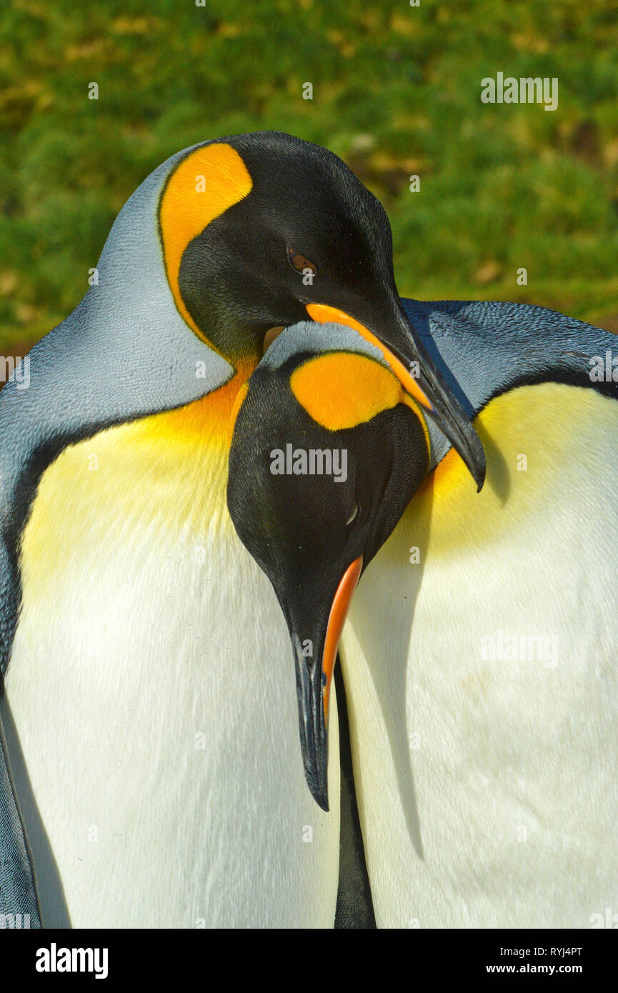 King penguin (Aptenodytes patagonicus), two adults, Carcass Island, Falkland Islands, South Atlantic Ocean Stock Photo