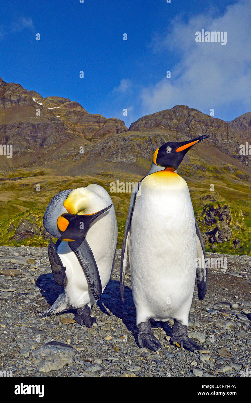 King penguin (Aptenodytes patagonicus), two adults on Carcass Island, Falkland Islands, South Atlantic Ocean Stock Photo