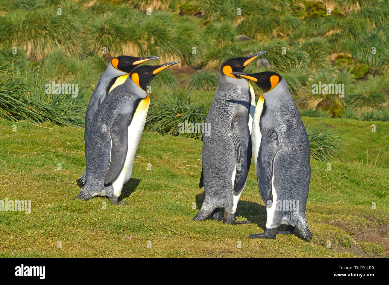 King penguins (Aptenodytes patagonicus), group of Carcass Island, Falkland Islands, South Atlantic Ocean Stock Photo