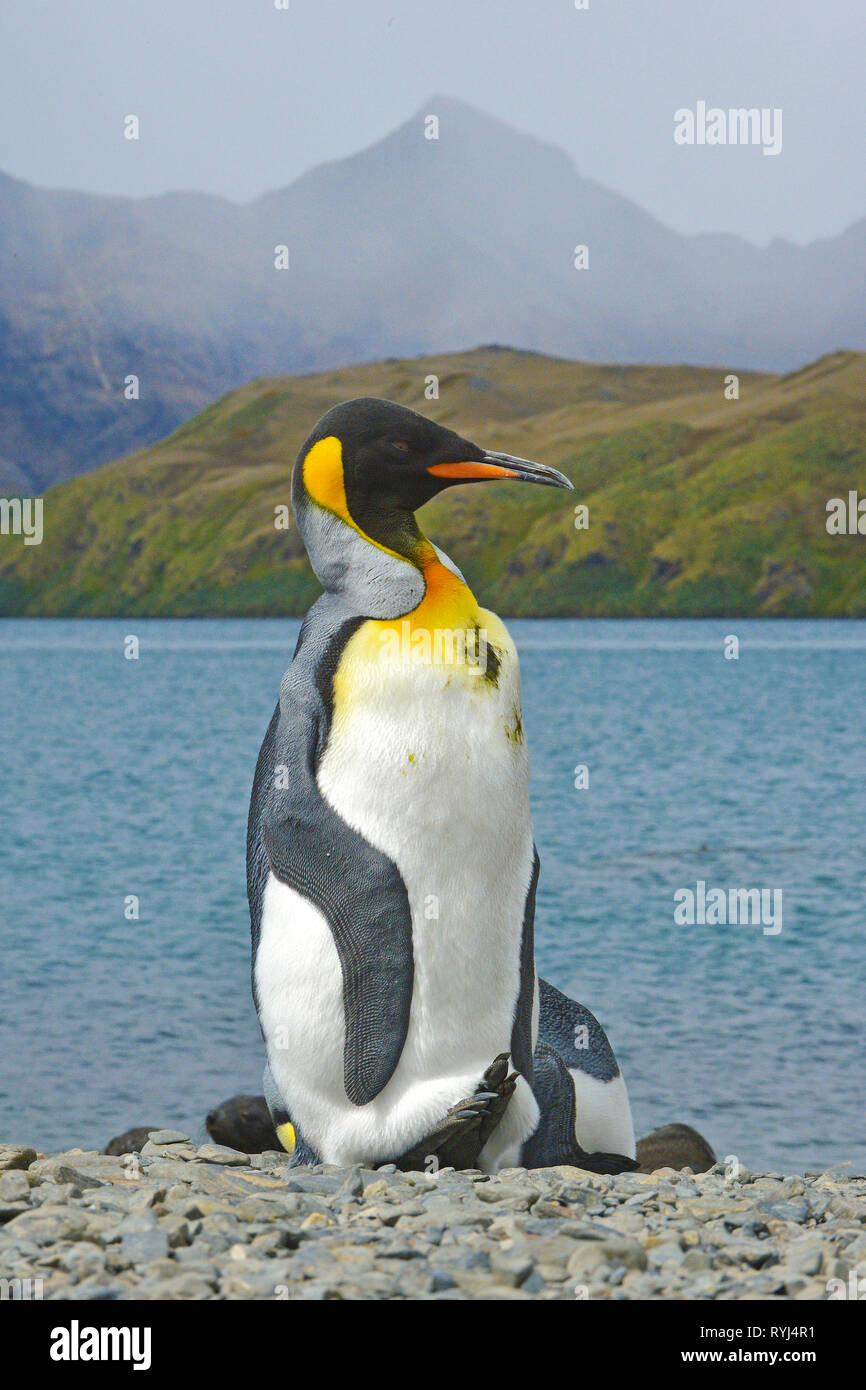 King penguin (Aptenodytes patagonicus), adult on Carcass Island, Falkland Islands, South Atlantic Ocean Stock Photo