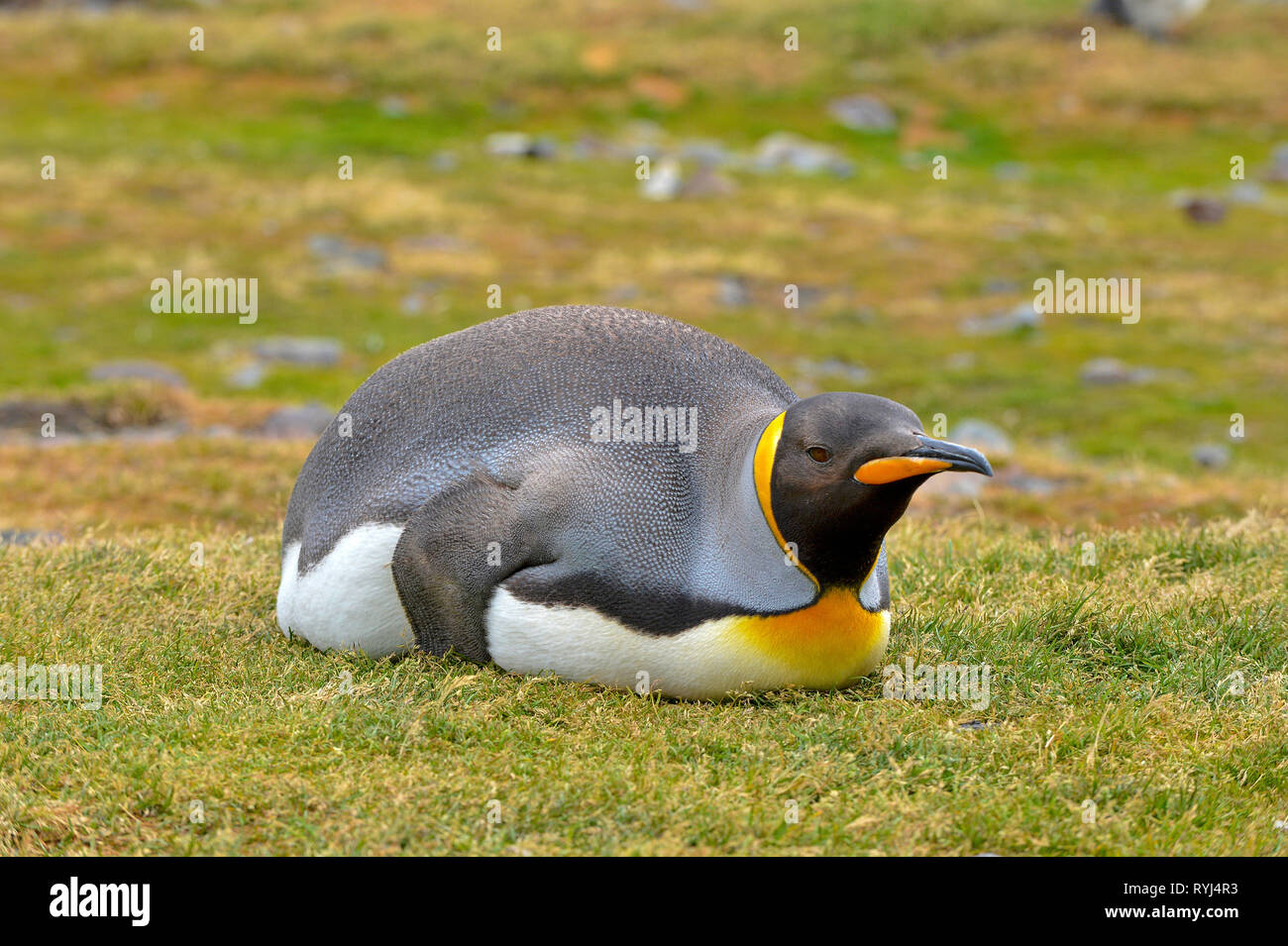 King penguin (Aptenodytes patagonicus), adult laying on grass, Carcass Island, Falkland Islands, South Atlantic Ocean Stock Photo