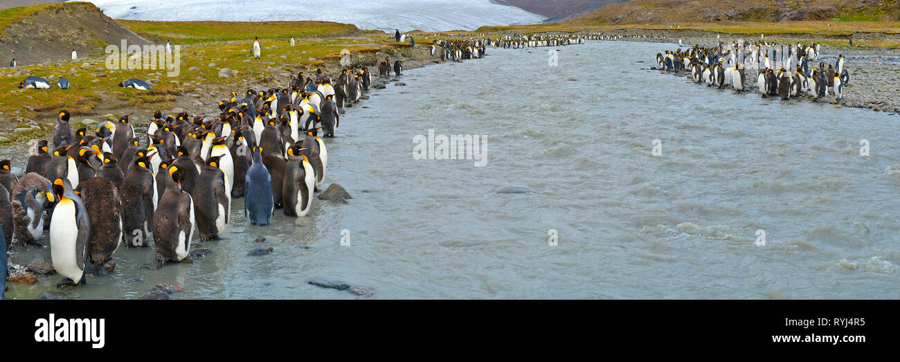 Königspinguine (Aptenodytes patagonicus), Kolonie auf South Georgia Island, Südgeorgien, Antarktis | King penguins (Aptenodytes patagonicus), colony a Stock Photo