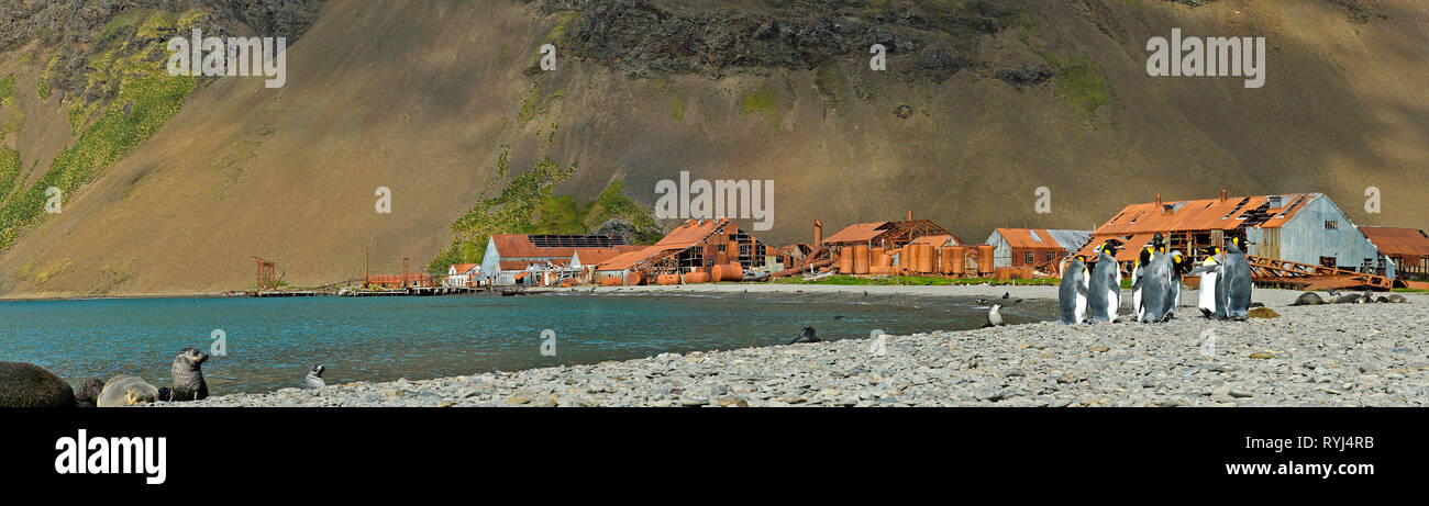 King penguins (Aptenodytes patagonicus), group at remainings of the abandoned Norwegian whaling station at Stromness Harbor, Stromness Bay Stock Photo