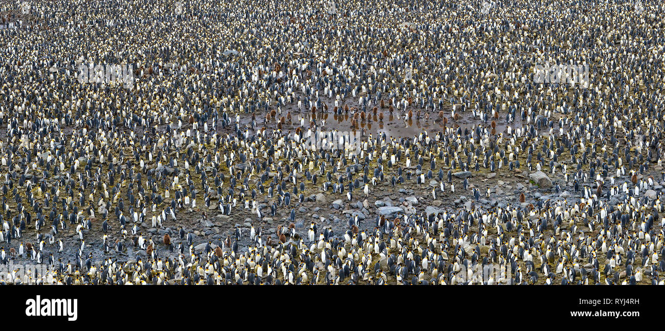 Thousands of King penguins (Aptenodytes patagonicus), at a nesting site on South Georgia Island, Antarctic Stock Photo