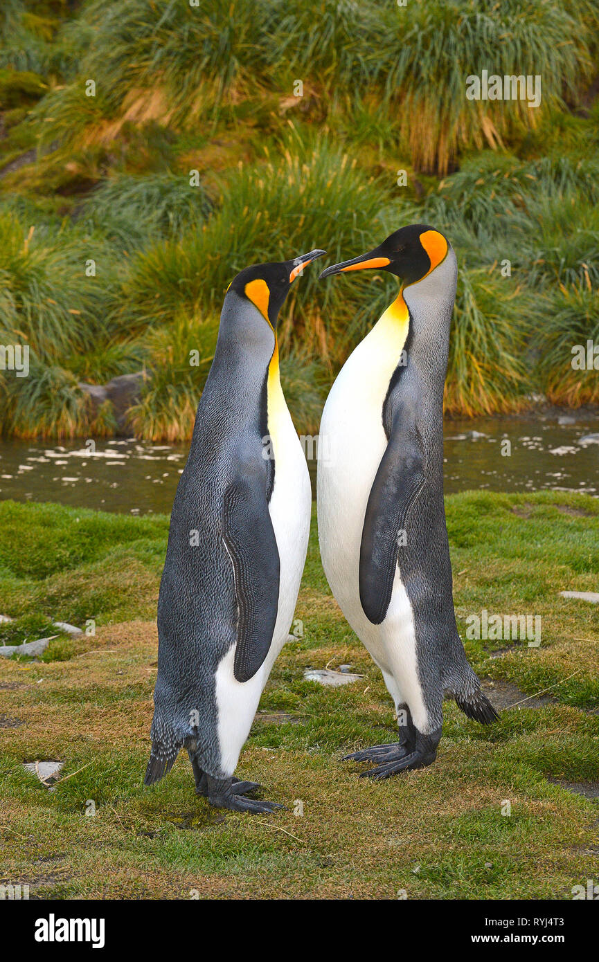 King penguins (Aptenodytes patagonicus), adult pair on South Georgia Island, Antarctic Stock Photo