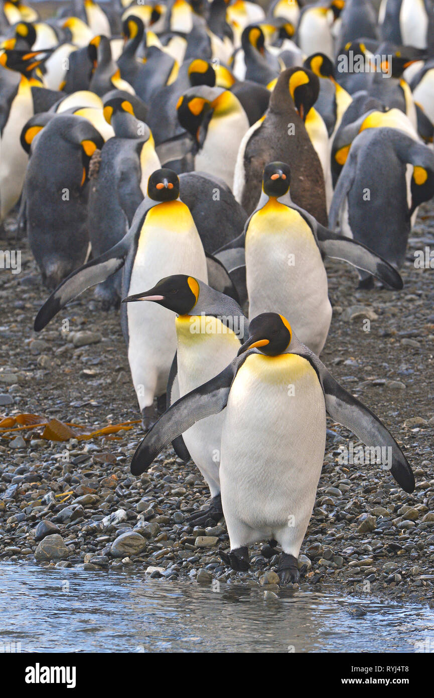 King penguins (Aptenodytes patagonicus), group on South Georgia Island, Antarctic Stock Photo