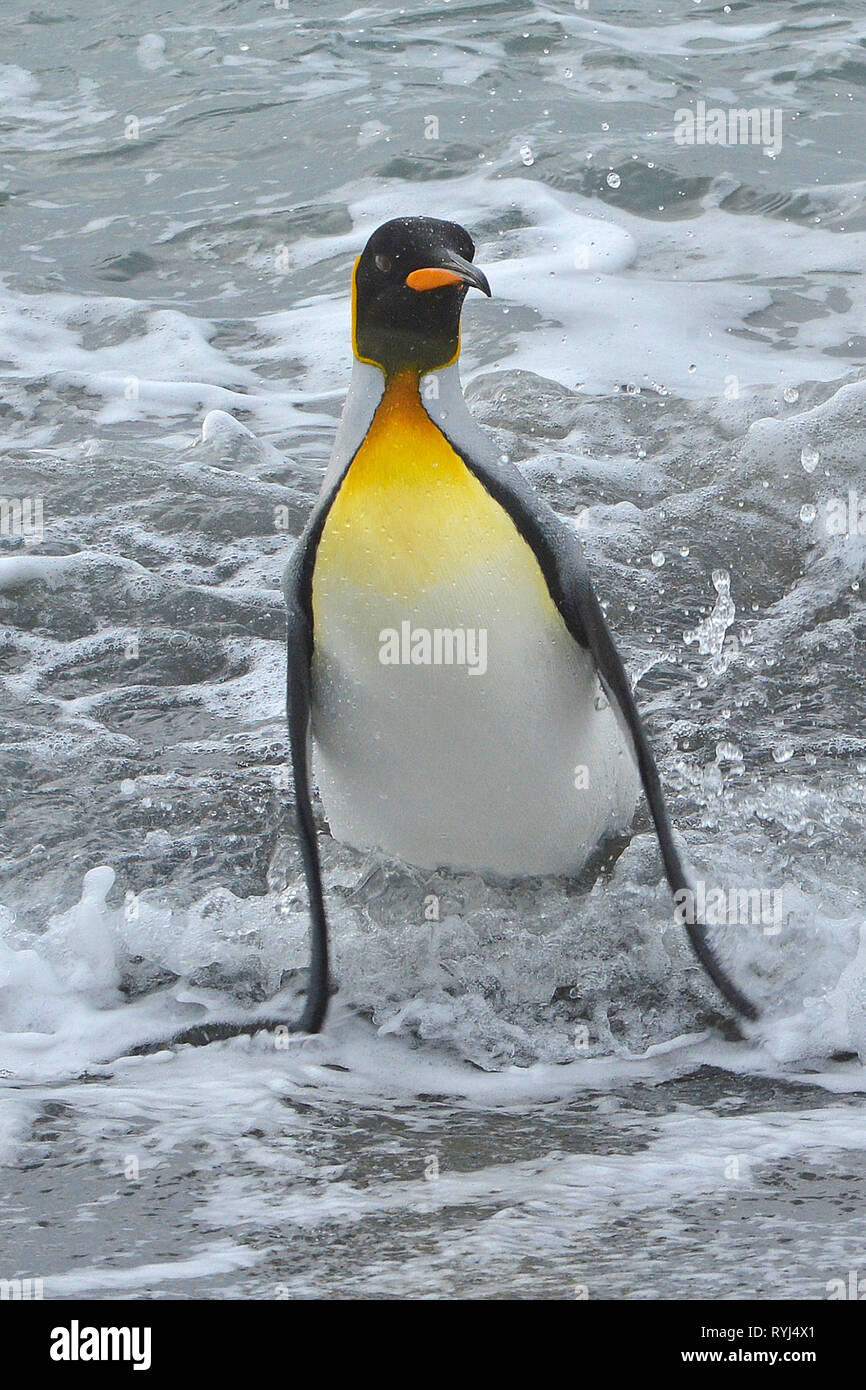 King penguin (Aptenodytes patagonicus), adult paddle in water, South Georgia Island, Antarctic Stock Photo