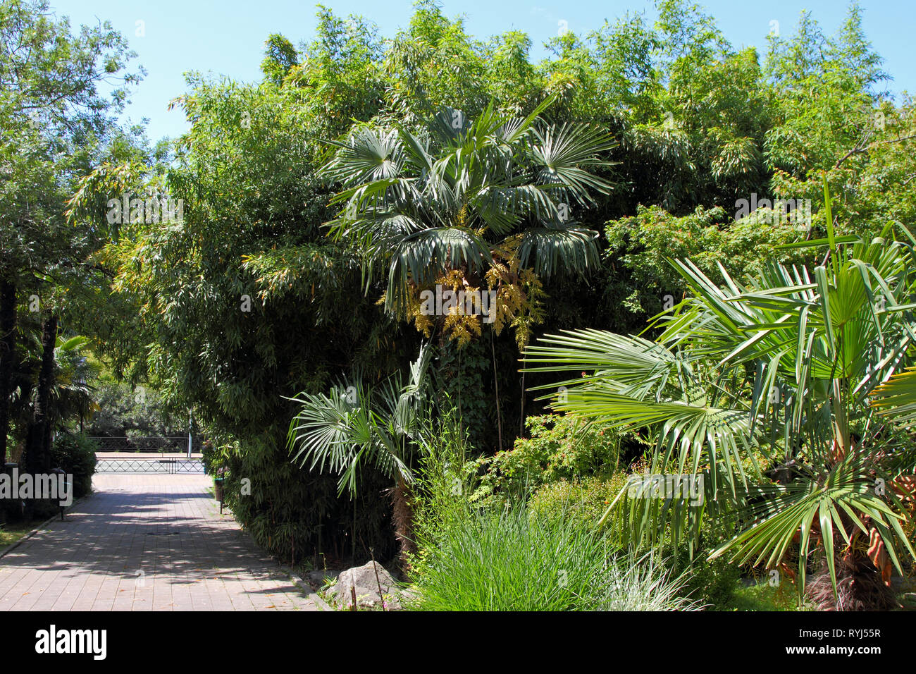 Alley in the southern city among the tropical vegetation. Stock Photo