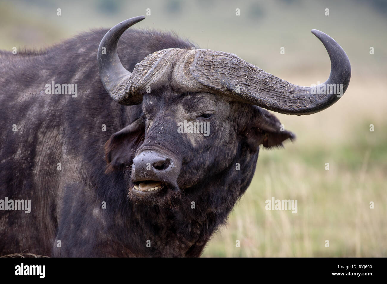 Angry Looking Buffalo High Resolution Stock Photography and Images - Alamy