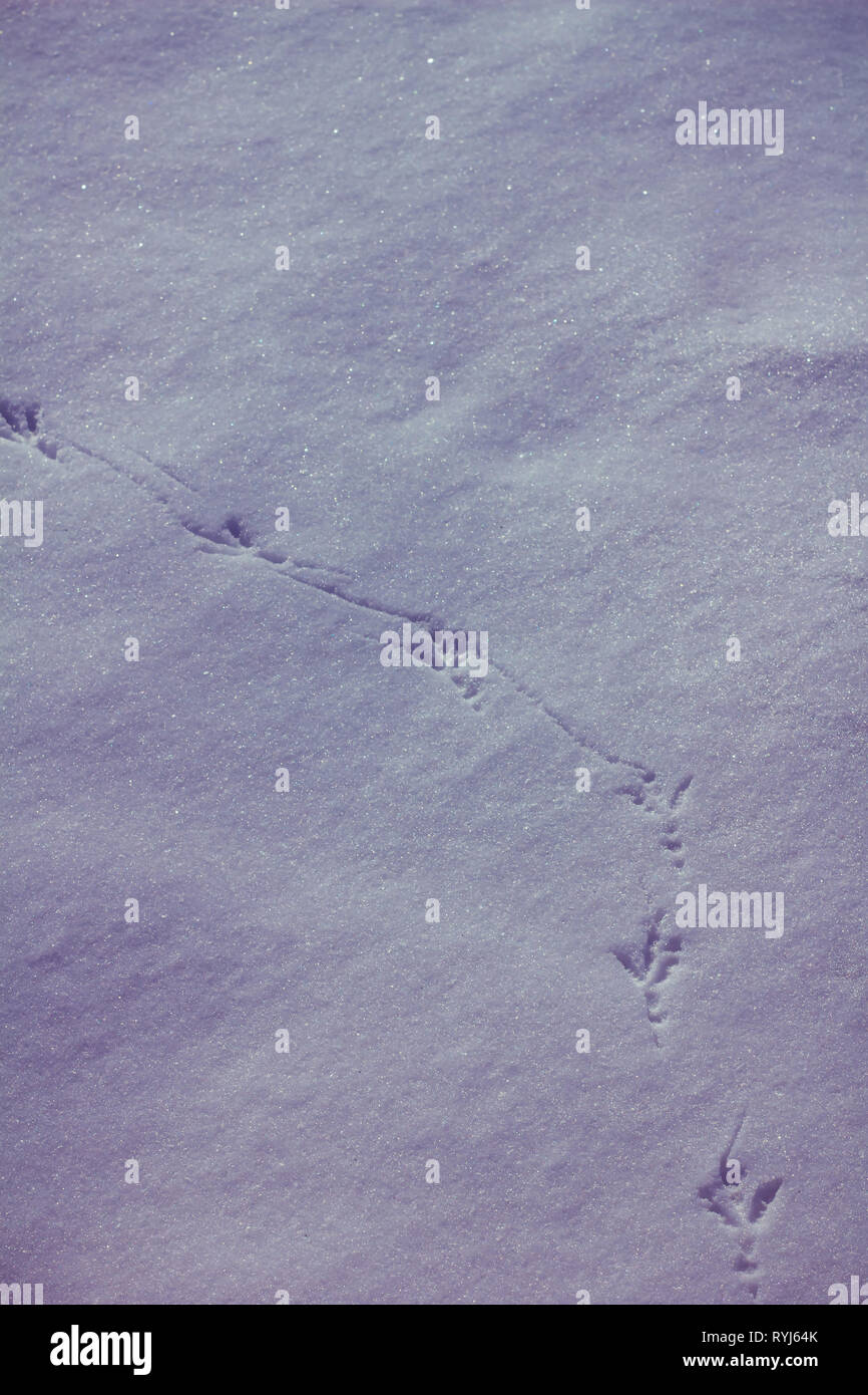 Traces of birds in the snow. Snow texture The aggregate state of water ...