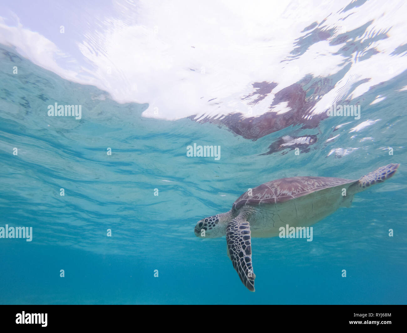 Sea turtle swimming freely in the blue ocean. Stock Photo