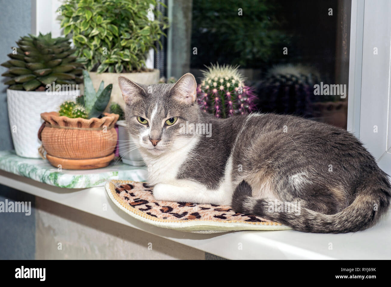 A young grey cat with a striped tail rests on the windowsill against the cacti in thoughtfulness. Stock Photo