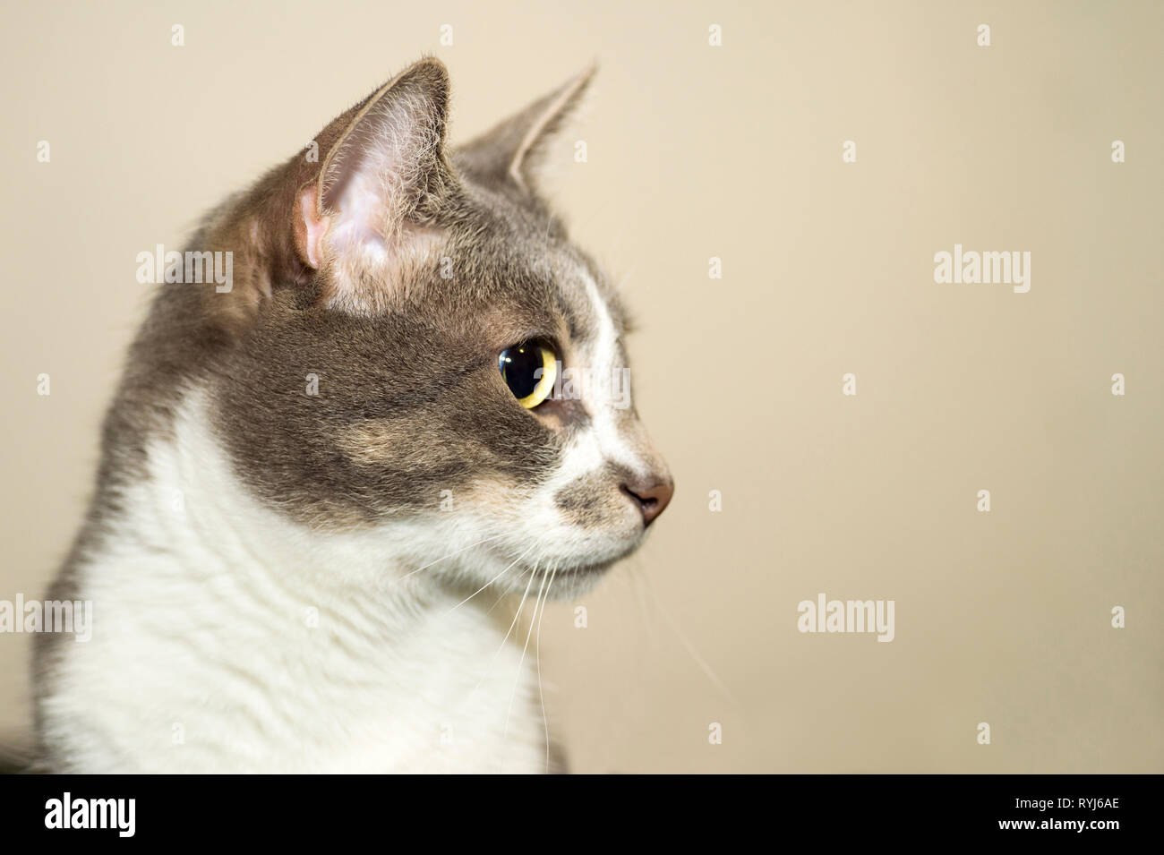 Grey cat with a white chest closeup thoughtfully looking to the side in soft pastel background. The view of the profile. Copy space. Stock Photo
