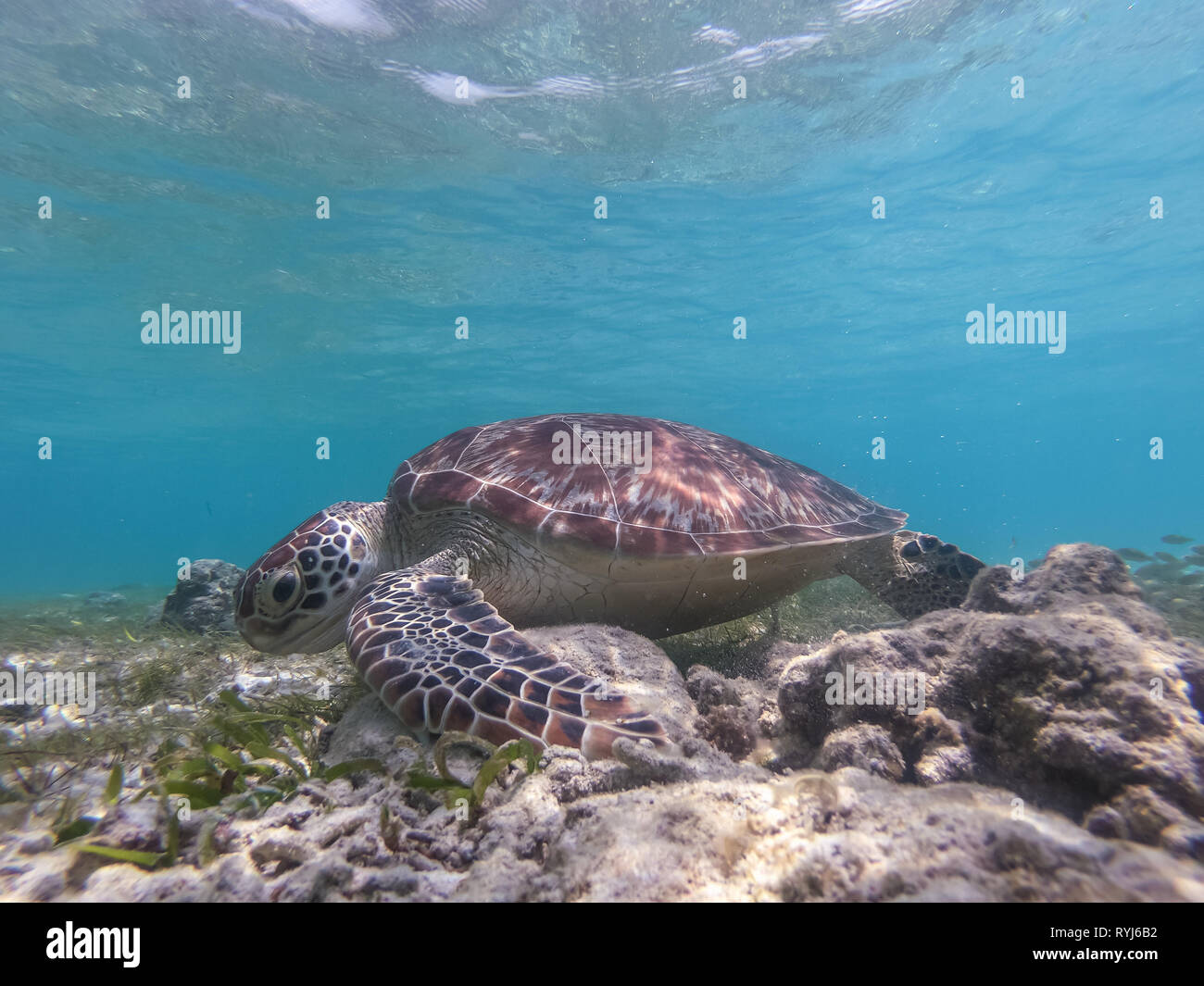 Sea turtle feeding and swimming freely in the blue ocean. Stock Photo