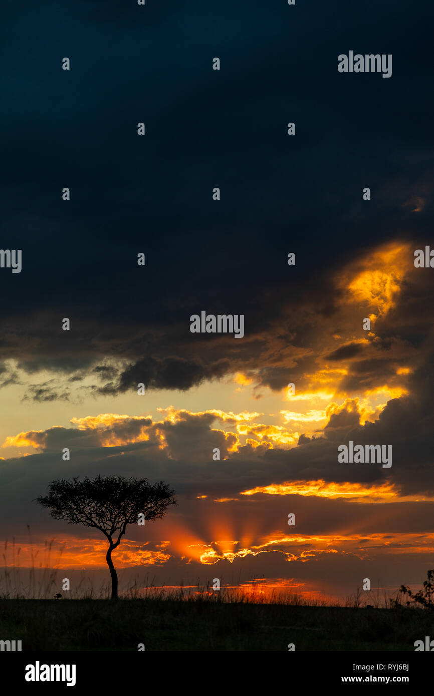 Masai mara tourism hi-res stock photography and images - Alamy