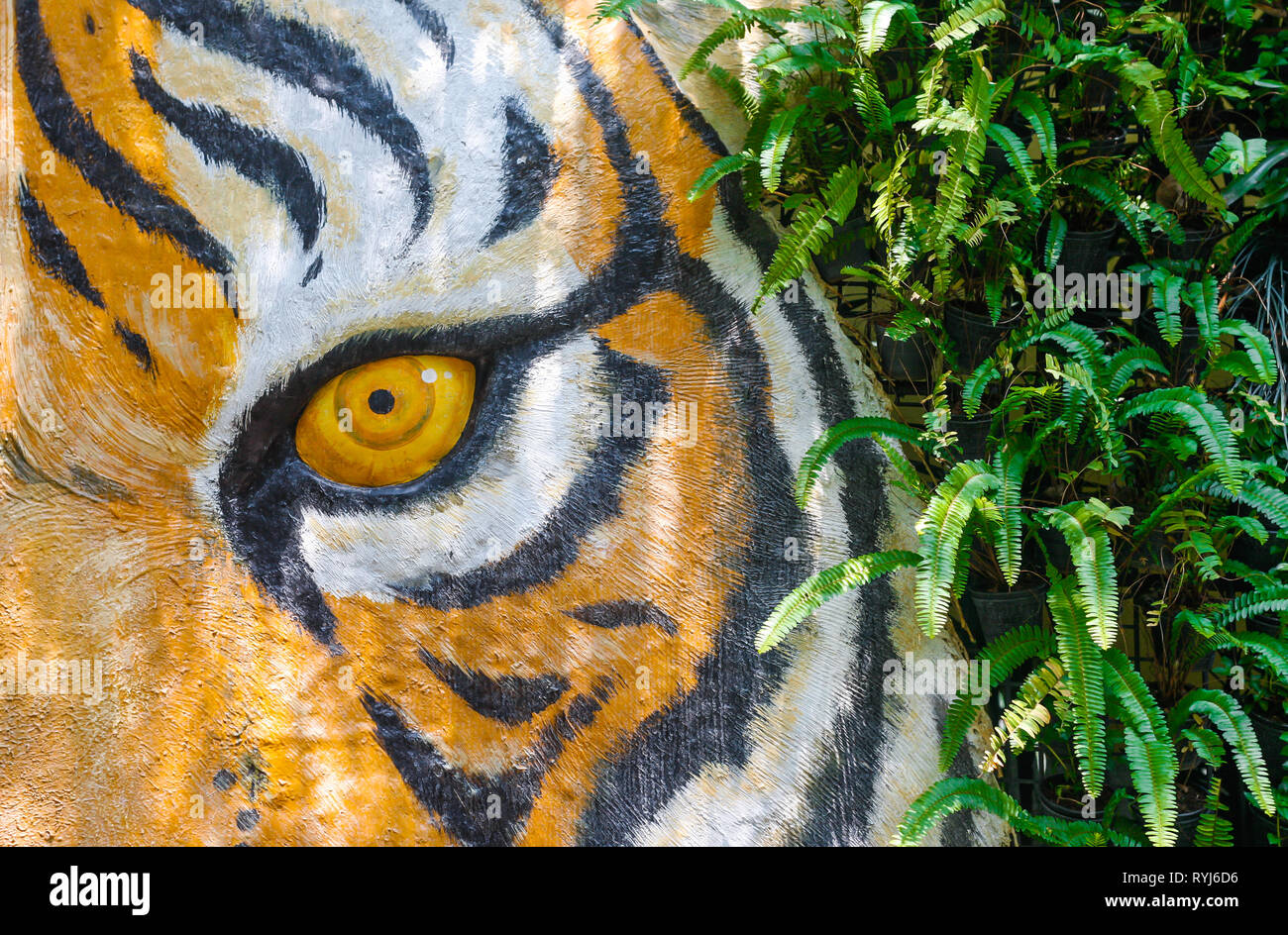 Tiger Wall Art at the Tiger Kingdom Stock Photo Alamy