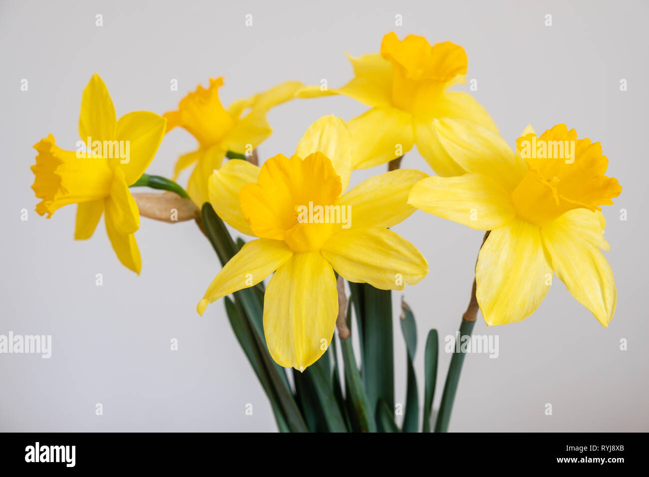 bouquet of daffodils on a white background Stock Photo - Alamy