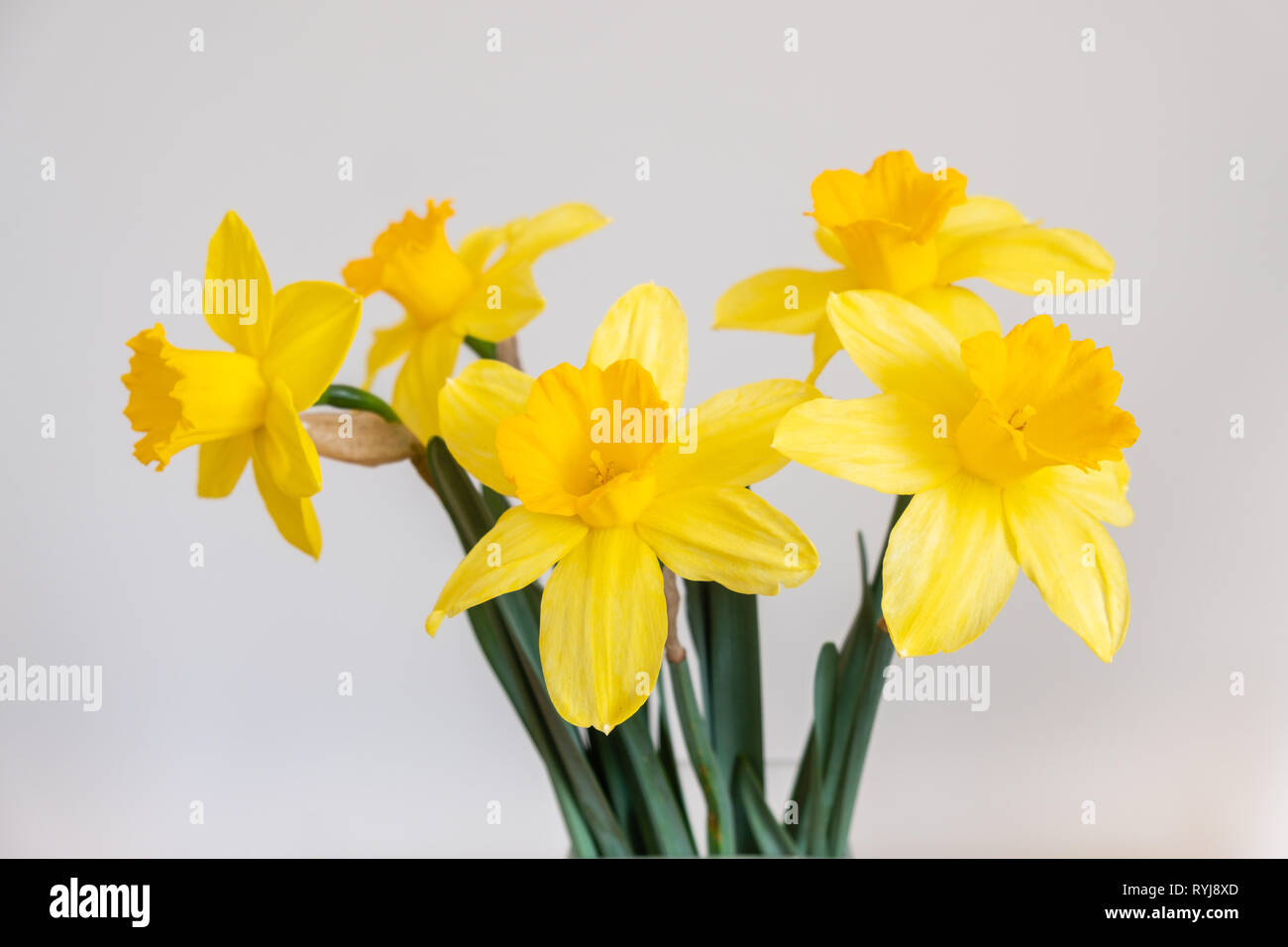 bouquet of daffodils on a white background Stock Photo - Alamy