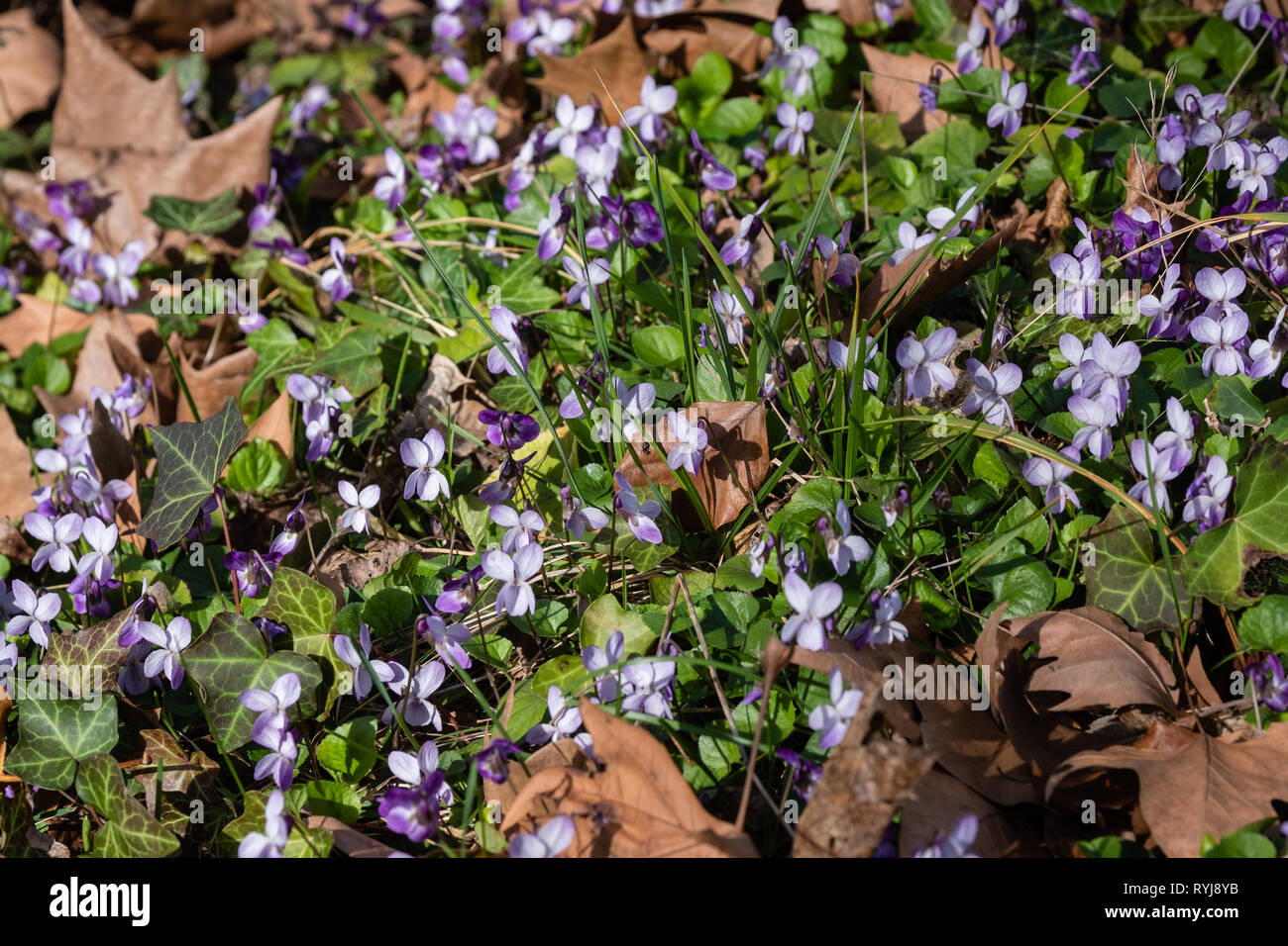 Carpet of violets in bloom in the spring Stock Photo