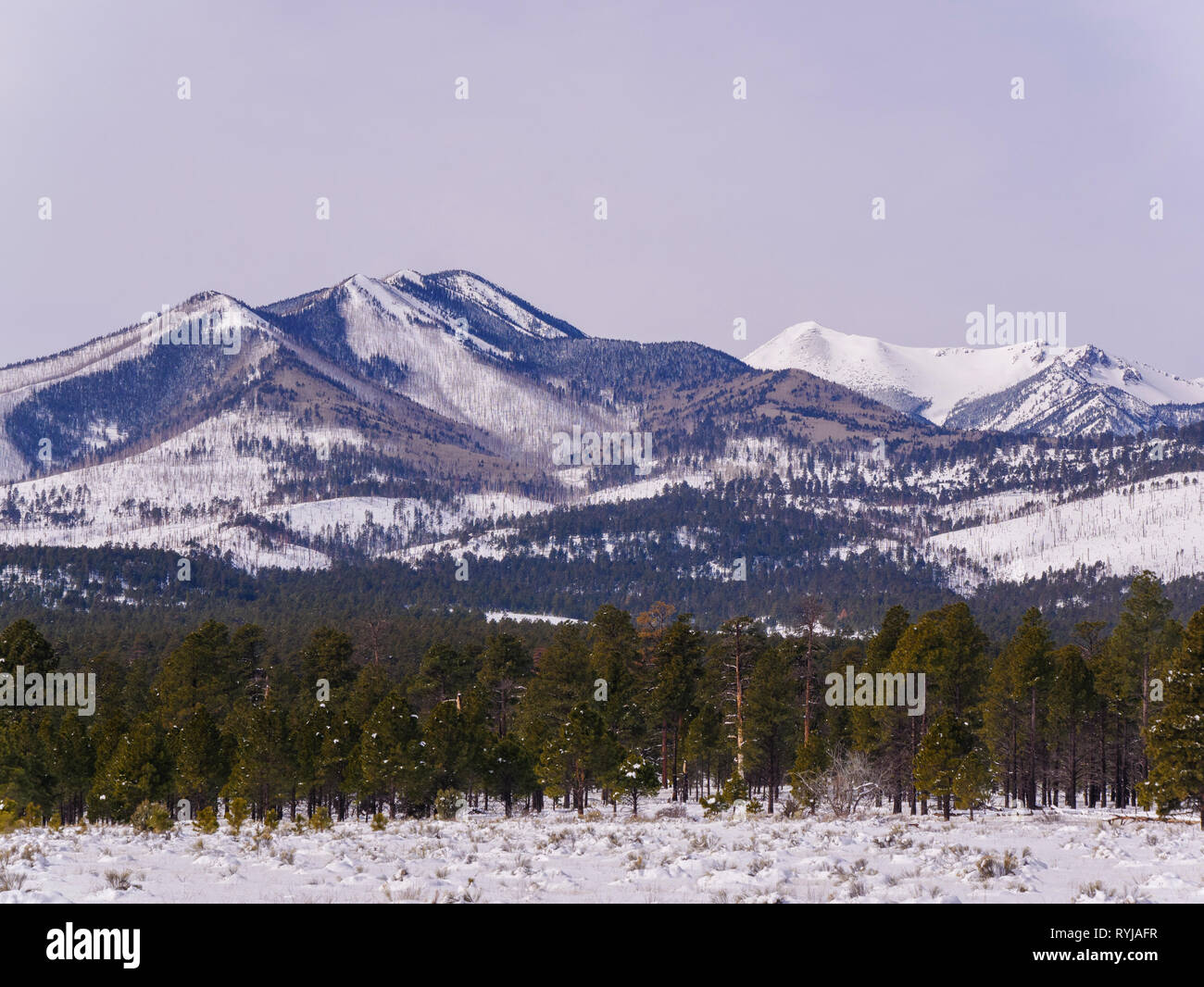 The San Francisco Peaks, which are the remnants of a collapsed stratovolcano, as viewed from Sunset Crater National Monument, Arizona. Stock Photo