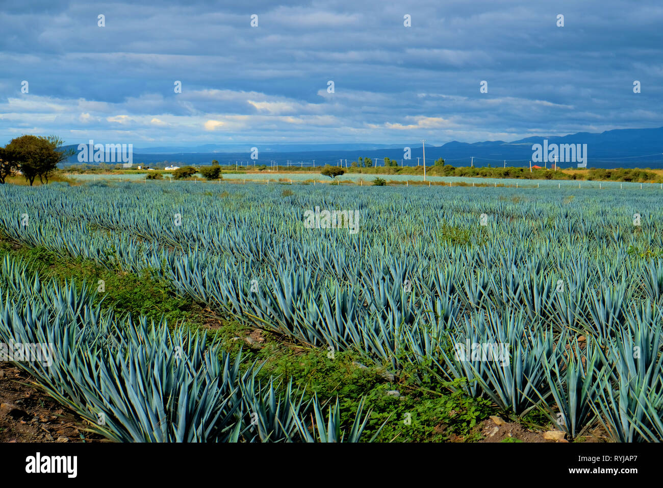 Arandas jalisco hires stock photography and images Alamy