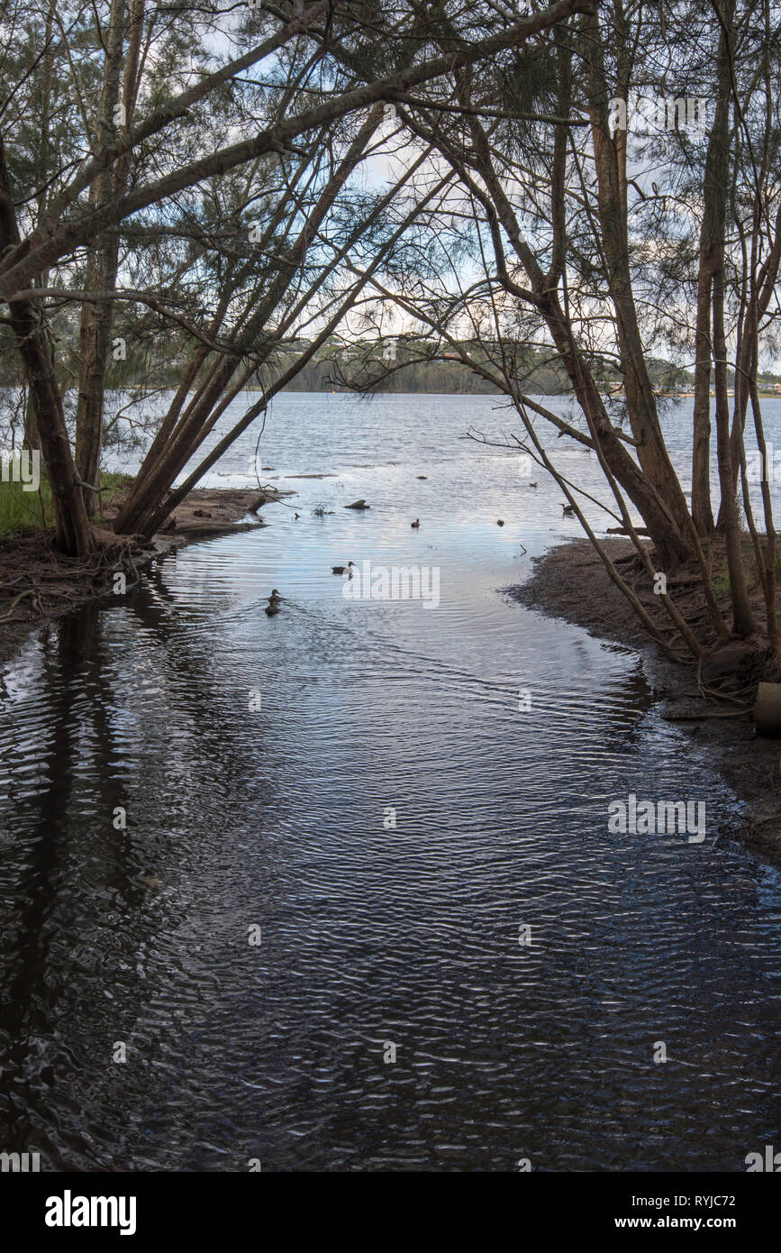 A narrow she-oak sheltered inlet at the edge of Narrabeen Lagoon provides a shelter for local native Australian ducks in Sydney Stock Photo