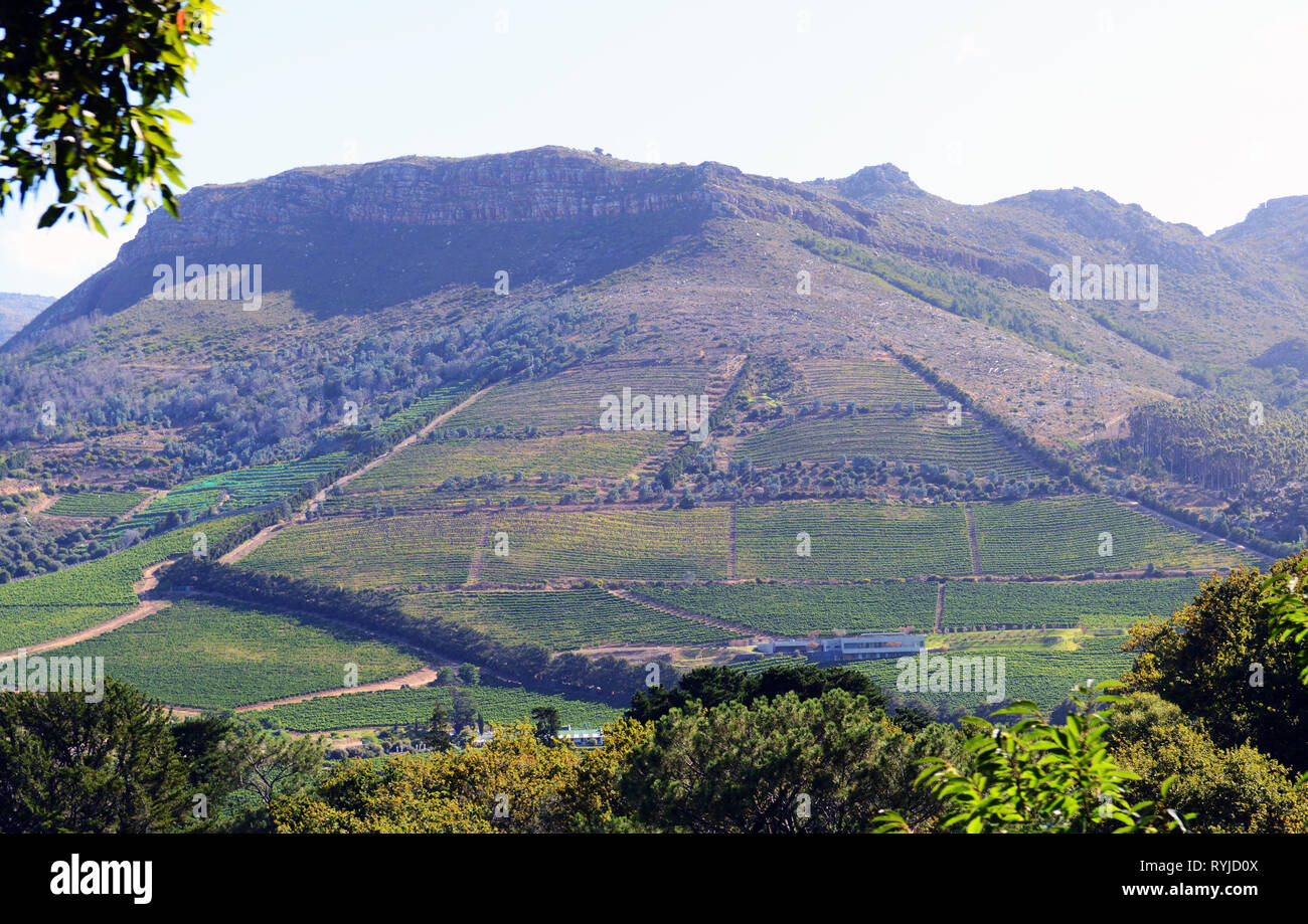 The Mowbray vinyards near Cape Town, South Africa. Stock Photo