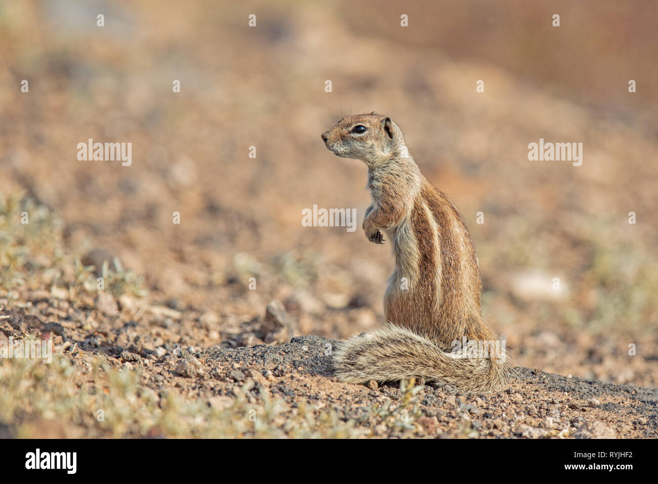 Barbary ground squirrel (Atlantoxerus getulus) Stock Photo