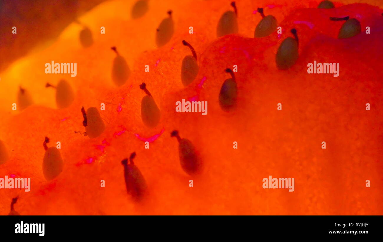 The macro shot of the strawberry fruit seeds with the small yellow ...