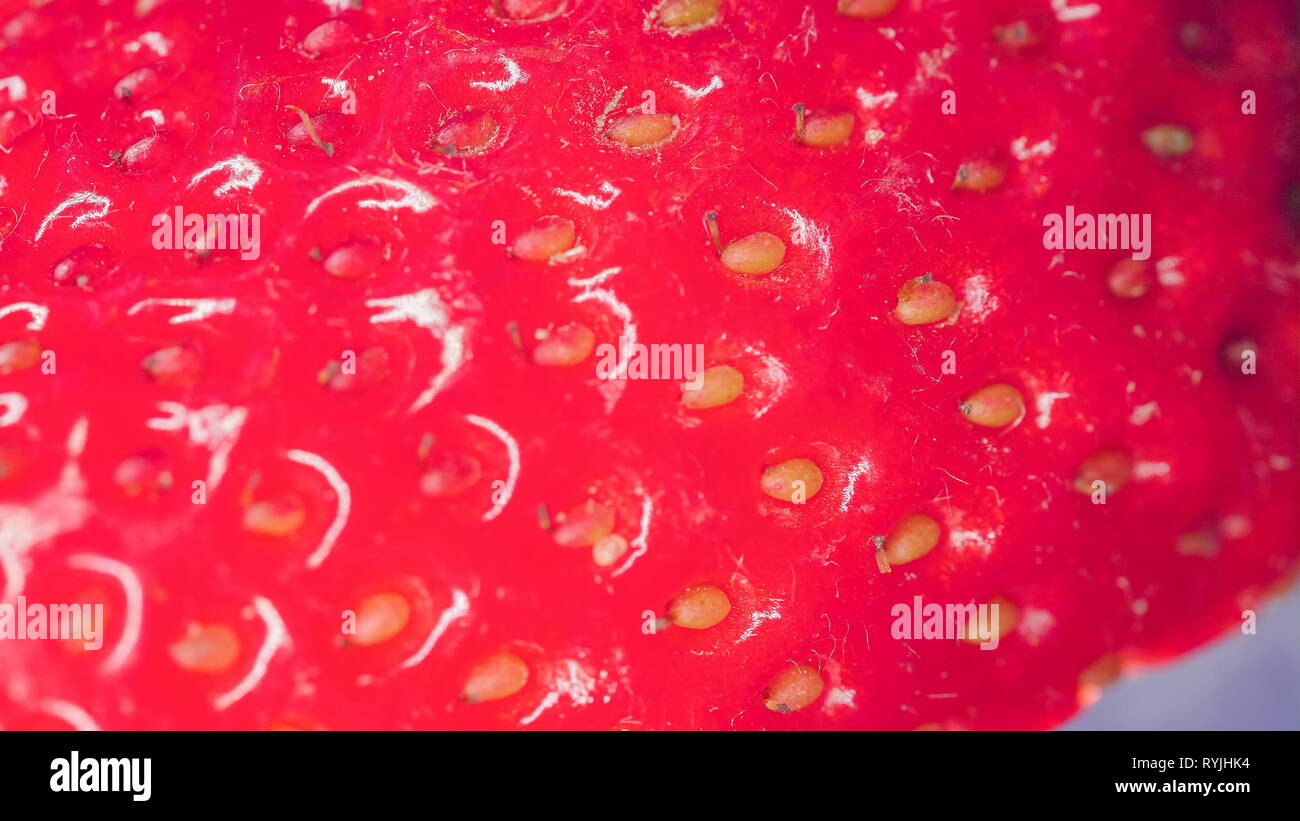 Macro shots of the tiny yellow seeds of the strawberry fruit founf on ...