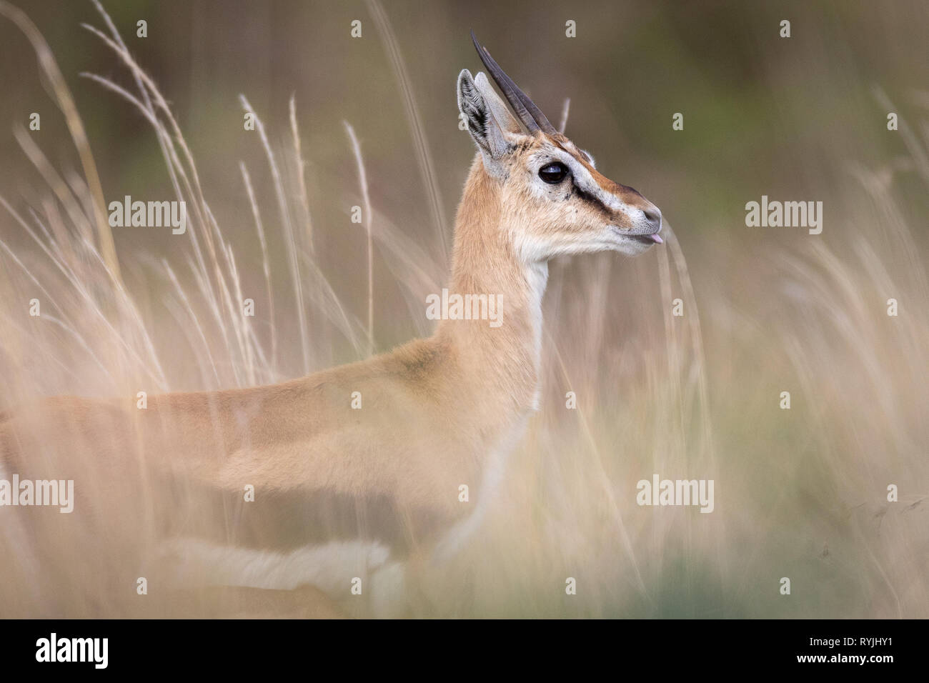 Thomsons gazelle on the african savanna hi-res stock photography and ...