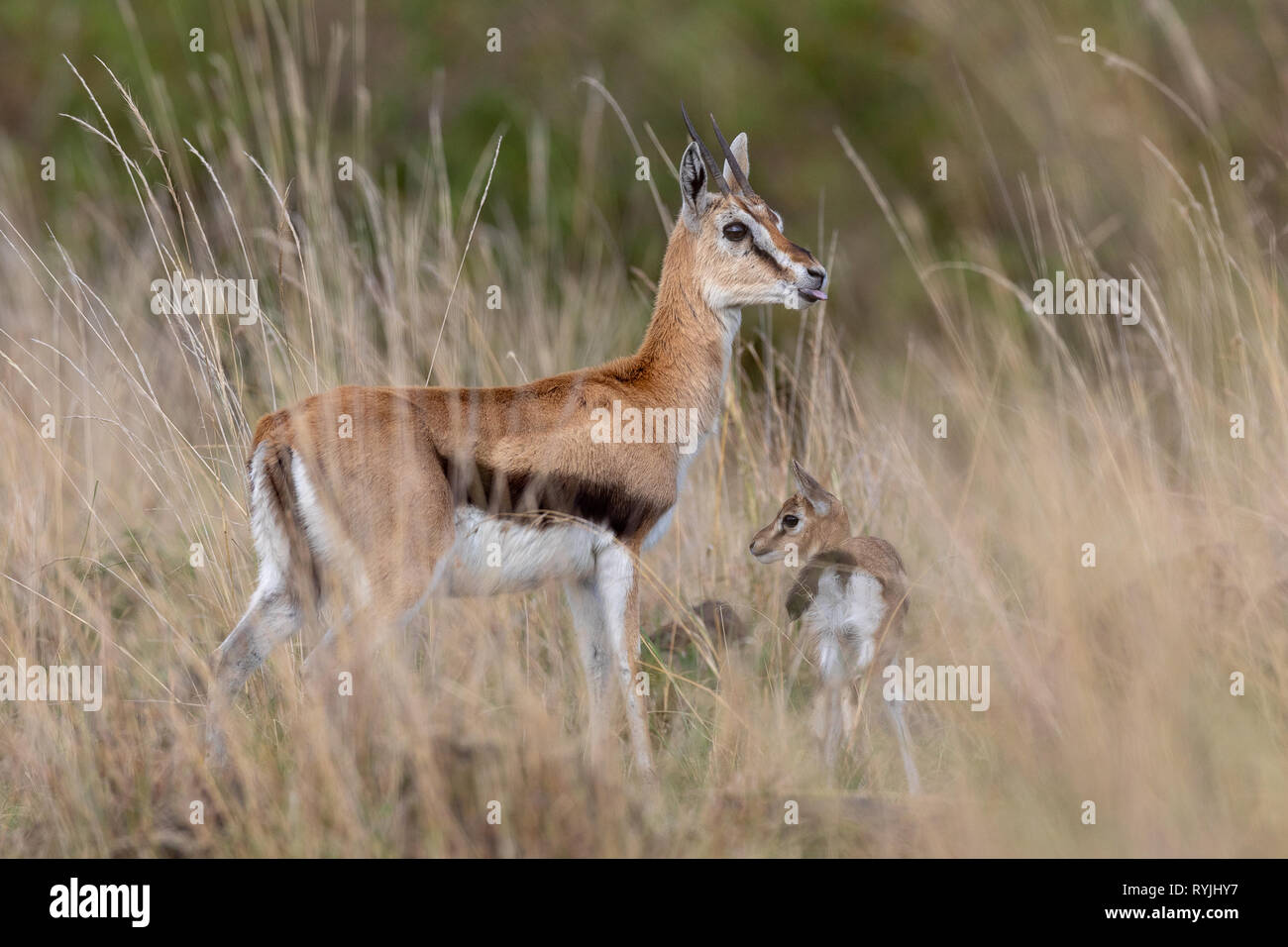 Baby thomsons gazelle hi-res stock photography and images - Alamy