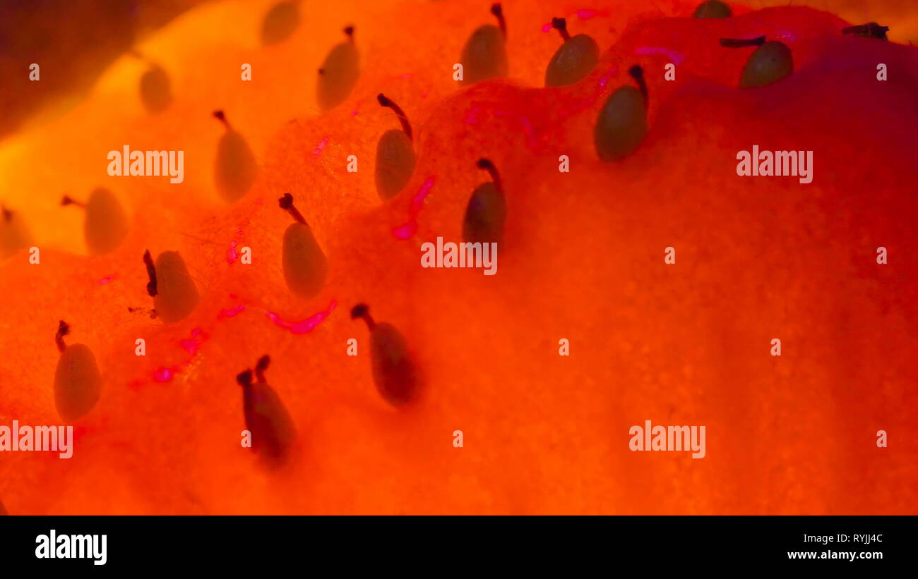 The tiny seeds of the strawberry on a macro shot from the skin of the ...
