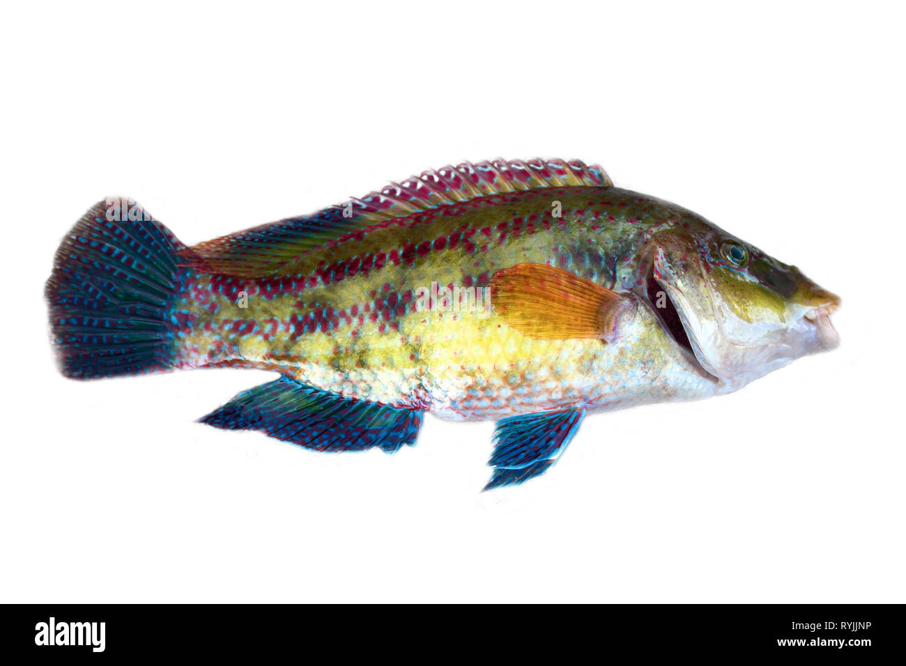 Long-striped wrasse (Symphodus tinca, rainbow fishes, Labrus, ray-finned fish) from the Black sea (North shore), Macro isolated on white background Stock Photo