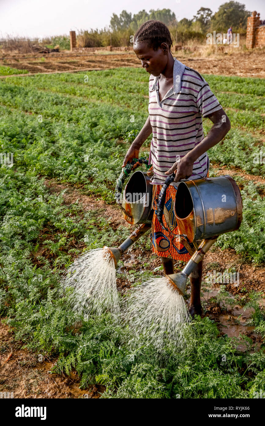 Woman watering a vegetable garden in Loumbila, Burkina Faso. Stock Photo