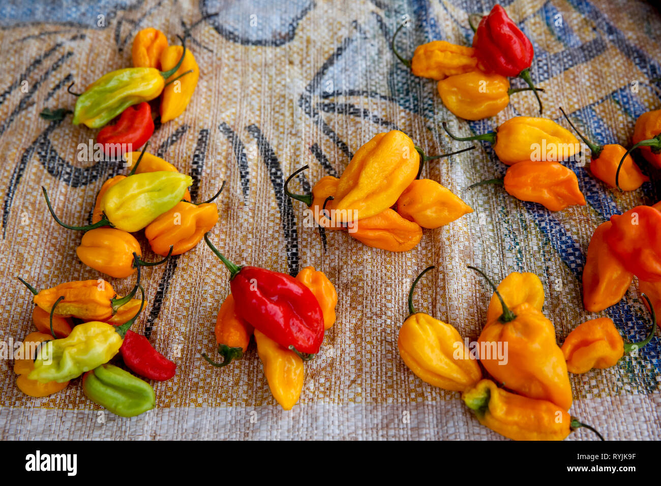 Bell peppers sold at a Ouagadougou market, Burkina Faso. Stock Photo