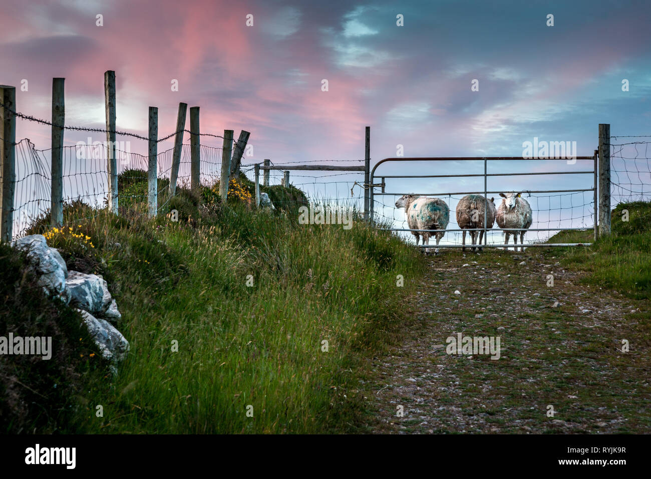 Dursey Island, Cork, Ireland. 18th June, 2016  Sheep behid a gate in the townland of Kilmichael on Dursey Island, Co. Cork, Ireland. Stock Photo