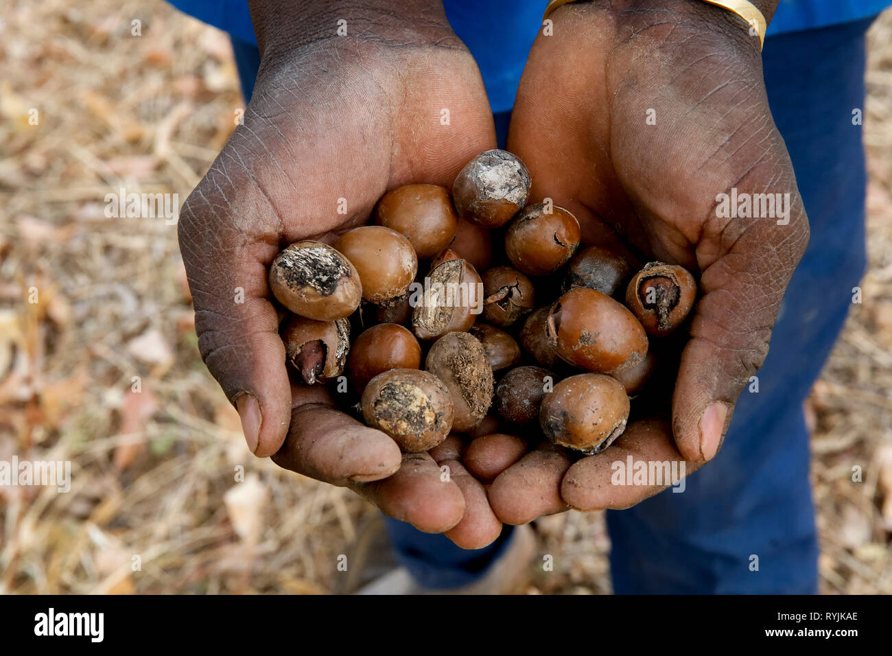 Man holding shea nuts in Ouahigouya, Burkina Faso. Stock Photo