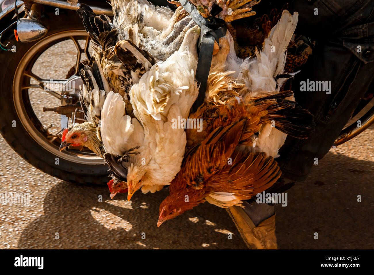 Carrying chickens on a scooter in Ouagadougou, Burkina Faso. Stock Photo