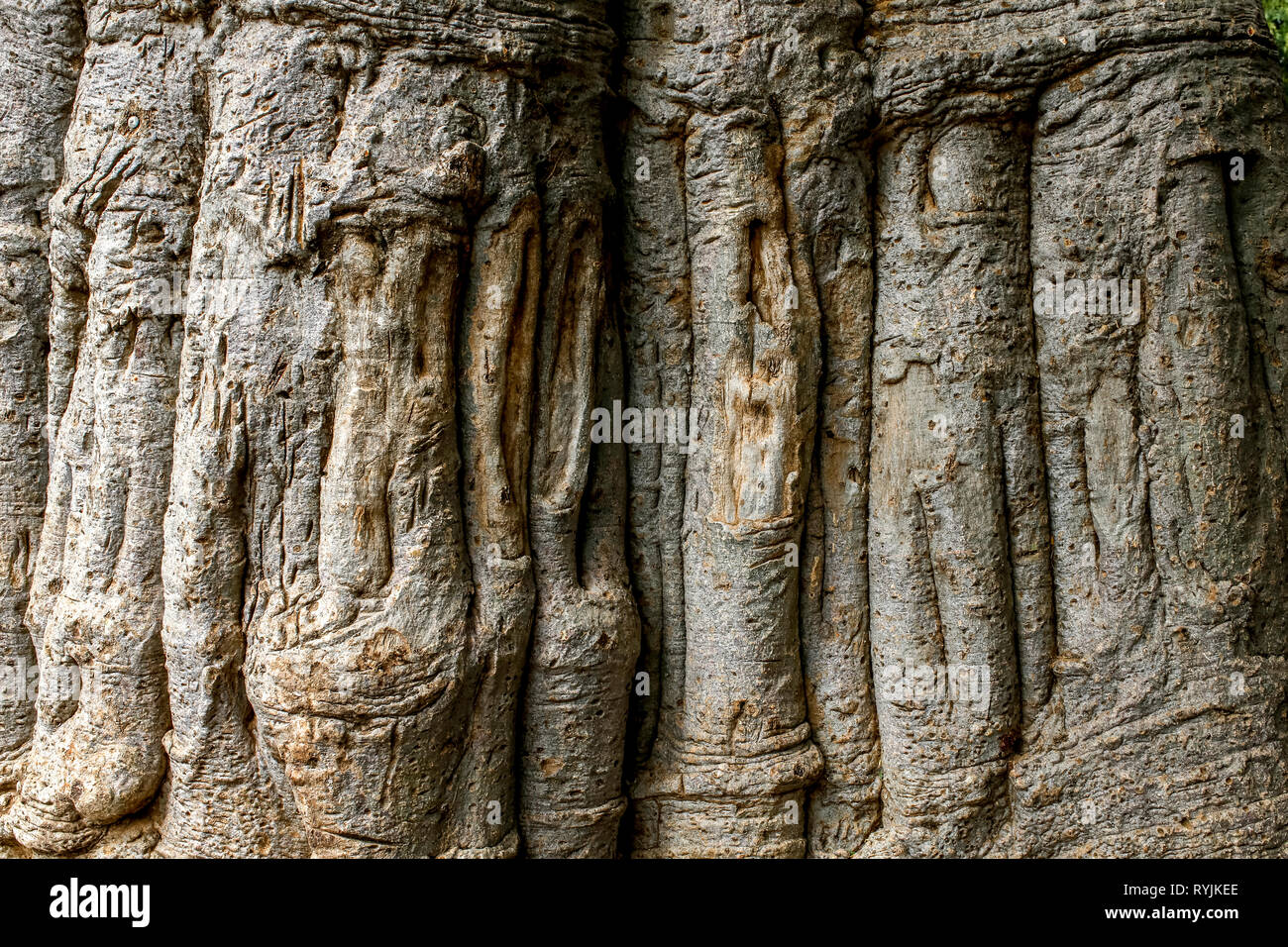 Tree bark in Tenkodogo, Burkina Faso. Stock Photo