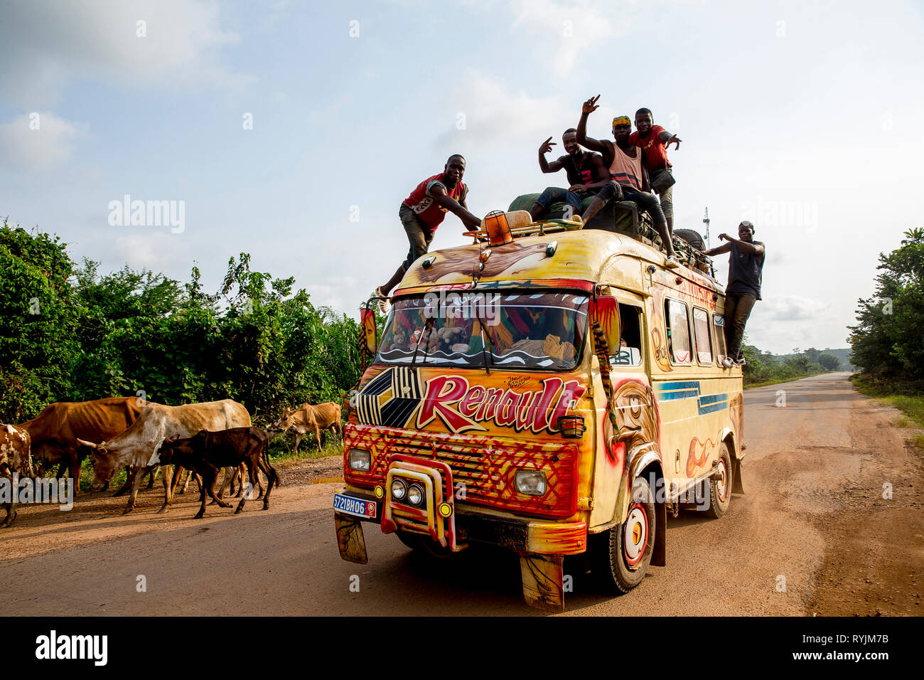 Cattle and public transport bus near Fresco, Ivory Coast. Stock Photo