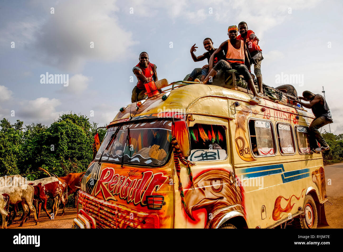 Cattle and public transport bus near Fresco, Ivory Coast. Stock Photo