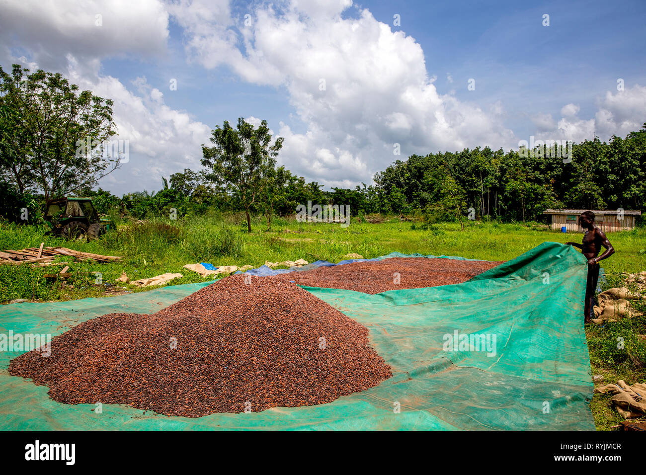 Cocoa bean drying in Agboville, Ivory Coast. Stock Photo